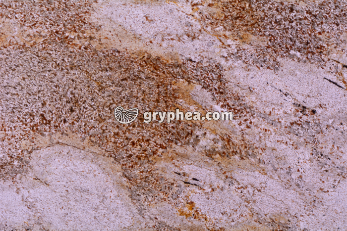 Micaschiste à cordiérite LPNA x3,5 - gryphea.com